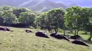 Thirty-three horses were killed by a lightning strike in a remote Italian hillside, with officials confirming the tragic deaths were caused by nature, not human cruelty.
