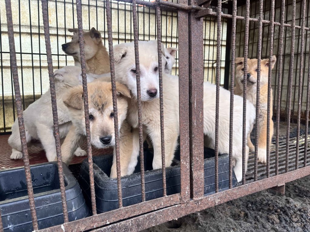 Daniel Henney helps rescue 67 dogs from a South Korean meat farm ahead of 2027 ban - pups now safe and on their way to loving homes after years of suffering.