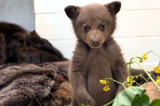 Orphaned black bear cub rescued in California melts hearts online with adorable antics - now thriving at wildlife center with round-the-clock care in a bear suit.