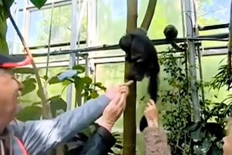 Zlín Zoo slammed visitors for feeding and pulling the tail of an endangered dusky leaf monkey, warning such behavior could harm the animal's health and lead to bans.