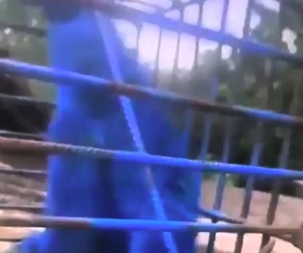 Man fined for spray-painting monkey blue in Brazil after trapping it for damaging his home - police investigate as animal remains missing and abuse history revealed.