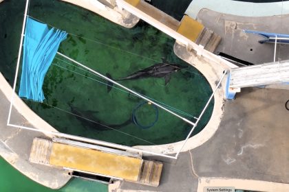 Four dolphins rescued from abandoned Gulf World Marine Park in Florida after viral outcry exposed horrific conditions and five deaths, now safe at Clearwater Aquarium.