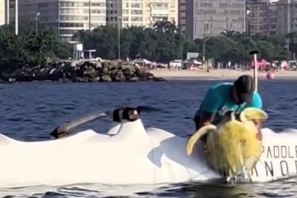 A group of Brazilian rowers rescued a distressed sea turtle trapped in a fishing net in Guanabara Bay, freeing it with a knife before releasing it back into the sea.