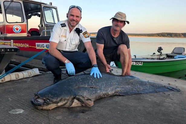 A 2m catfish driven mad by techno music bit five swimmers at a German lake festival before being shot by police - experts say noise and spawning season likely triggered attack.