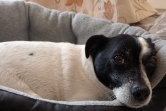 Fisherman’s dog Dougie missing after boat capsized off Leigh-on-Sea - owner swam to shore as search continues for 12-year-old Jack Russell last seen on mudflats.