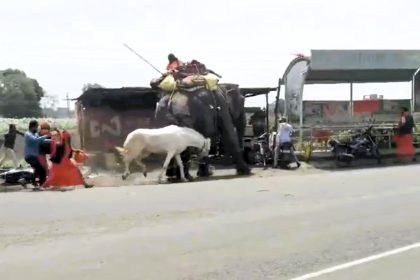 A rogue horse attacked a giant elephant in Ratlam, India, biting its leg and chasing it through the streets, leaving locals stunned and a motorbike damaged in the chaos.
