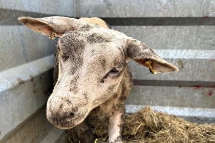 A sheep trapped in a pothole on Jackdaw Hill was rescued after a two-hour operation by cave specialists. Locals praised the "baa-rilliant" effort with pun-filled cheers.