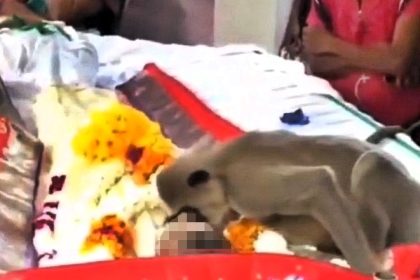 A grieving monkey mourned its human friend at his funeral in India, trying to wake him and resting beside his body for hours in a powerful display of love and loyalty.