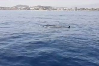 Fin whales, the world’s second-largest animal, were spotted off the coast of Fuengirola, Spain, thrilling locals near the British tourist hotspot during their migration.