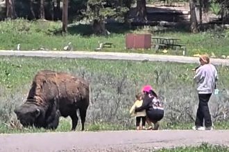 Tourists at Yellowstone sparked outrage after approaching a bison with a toddler, ignoring warnings. A photographer captured the risky moment that could have ended in tragedy.