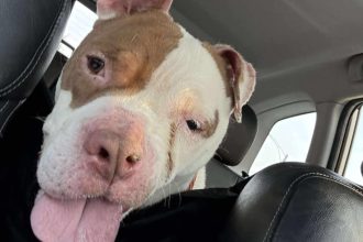 Picasso, a stray dog with a unique facial deformity, has captured hearts online and found a foster home as applications pour in for his forever family in Illinois.