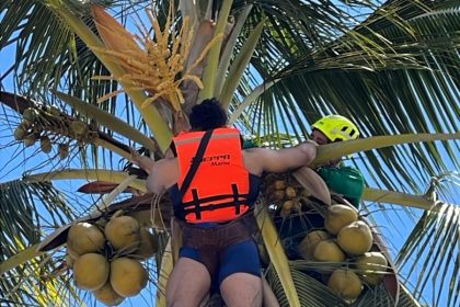 Parasailing tourist crashes into palm tree in Mexico - Guillermo Lozano, 27, rescued after dangling from branches in Bahía de Banderas, escapes with only minor injuries.