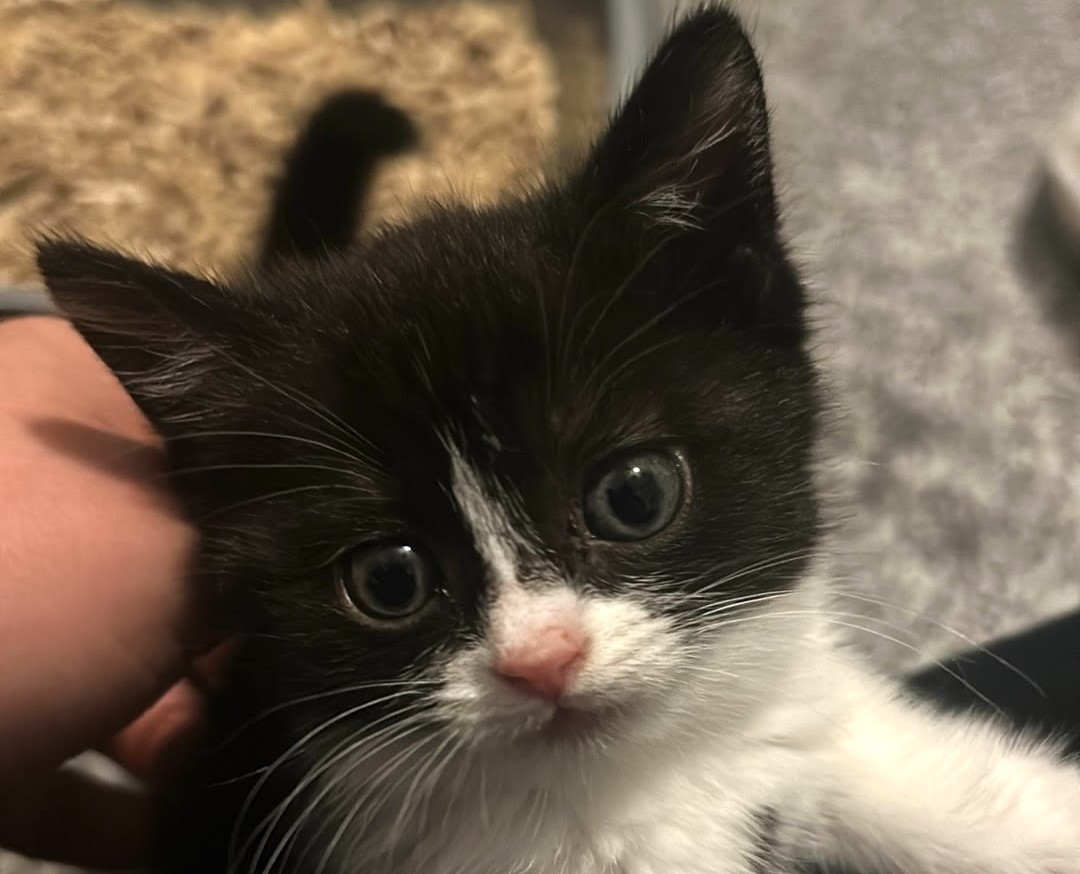 Abandoned and flea-ridden kitten Ellie May was found shaking in a box in Oldham. Now recovering, she's looking for a loving home after being rescued by the RSPCA.