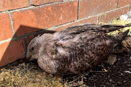Baby seagull named Soldier dies after suspected kicking in Blackpool - wildlife rescuers urge compassion for gulls as attacks rise and police investigate the incident.