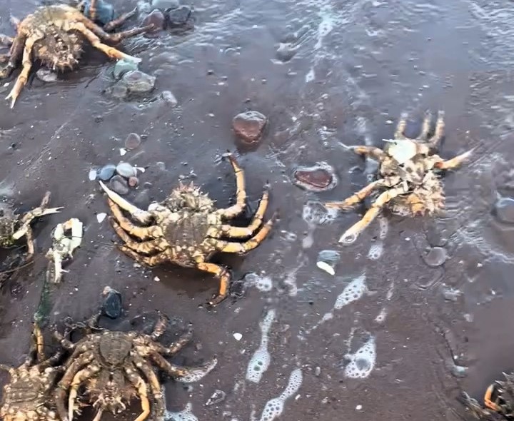 Beachgoer stunned as over 200 giant dead spider crabs wash up on Teignmouth beach in Devon - shocking discovery captured by 22-year-old Samuel Lacey.