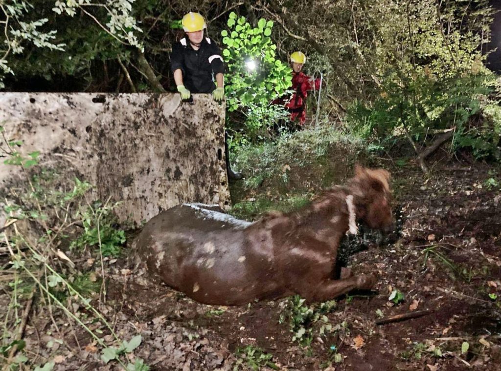 A Belgian family on holiday in the UK helped save a drowning wild pony trapped in a forest pond near Ashurst. Rescuers freed the exhausted animal just in time.