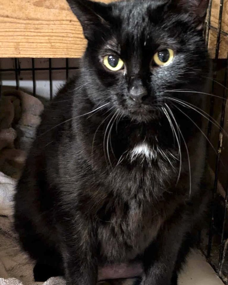 Cat who went missing five years ago finally found… 4,000 miles away ...