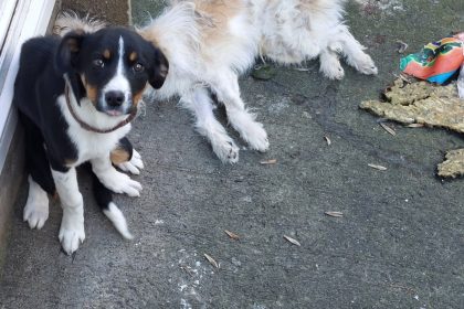 A couple in Ireland were jailed and banned from owning dogs after one died from starvation and another was rescued in time. Both animals were severely emaciated.