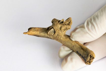 A 4,000-year-old mystery was solved after a flint arrowhead in a rib proved a man was shot in the back but survived, revealing Bronze Age violence and resilience.