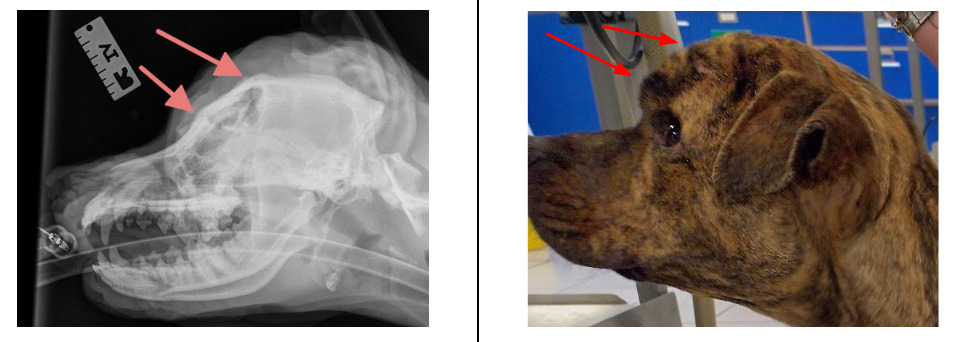 Brave pup Bella suffered a broken skull and abuse but now thrives in a loving home thanks to a heroic rescue and the RSPCA's ongoing Summer Cruelty Campaign.