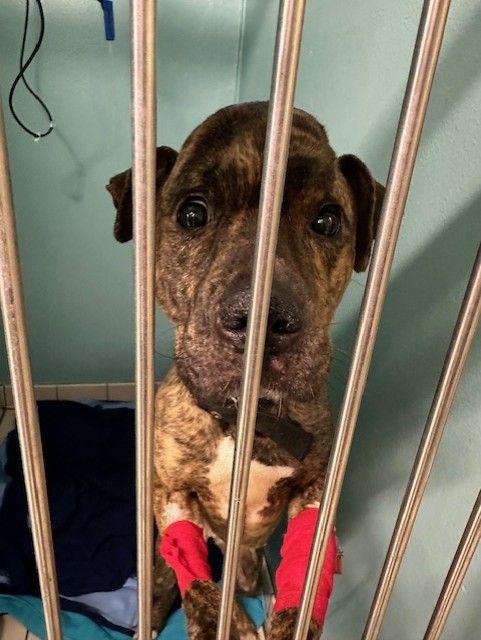 Brave pup Bella suffered a broken skull and abuse but now thrives in a loving home thanks to a heroic rescue and the RSPCA's ongoing Summer Cruelty Campaign.
