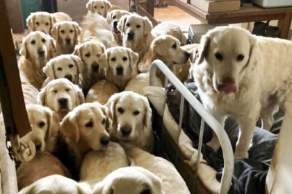 Golden Retriever Experience boss banned for 10 years after dogs died in cramped, dirty conditions with no water and others injured in fights at Somerset attraction.