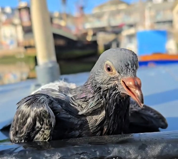 Drowning pigeon saved from harbour by kind boat skipper in Brixham - Tristan Northway rescues exhausted young bird and hands it to a carer after revival.