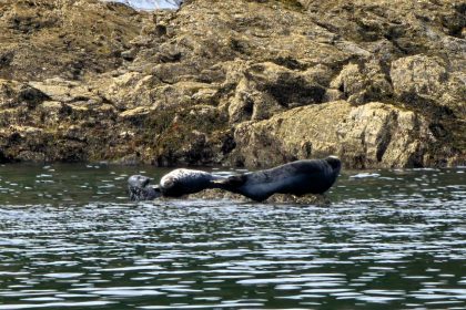A major sea rescue was called off after a suspected drowning turned out to be a group of noisy seals off Black Head in Cornwall, prompting relief and praise for coastguards.