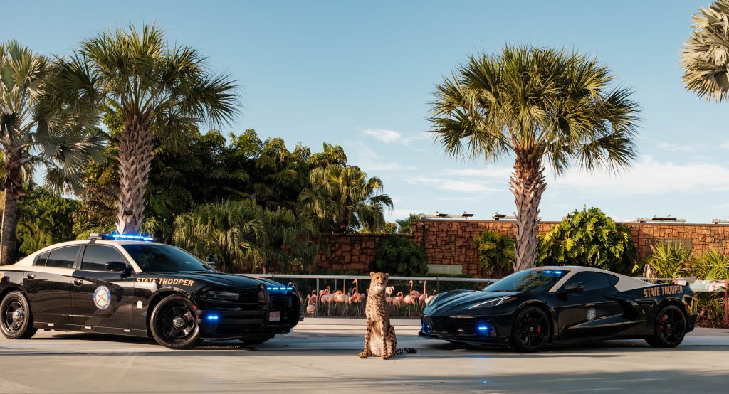 Drug dealer’s 196 mph Chevy Corvette C8 seized by Florida cops becomes patrol car - with a V8 engine, 0-60 in 2.9s, cheetah pics, and no taxpayer cost.