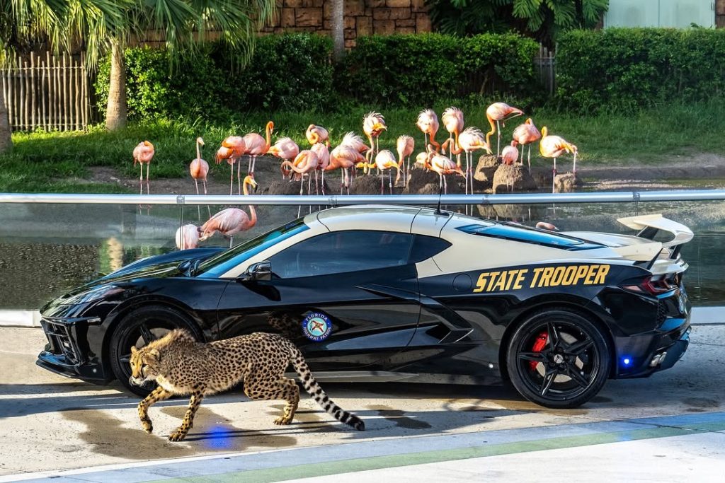 Drug dealer’s 196 mph Chevy Corvette C8 seized by Florida cops becomes patrol car - with a V8 engine, 0-60 in 2.9s, cheetah pics, and no taxpayer cost.