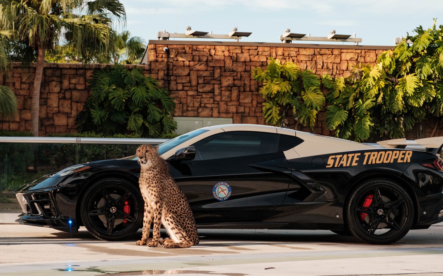Drug dealer’s 196 mph Chevy Corvette C8 seized by Florida cops becomes patrol car - with a V8 engine, 0-60 in 2.9s, cheetah pics, and no taxpayer cost.