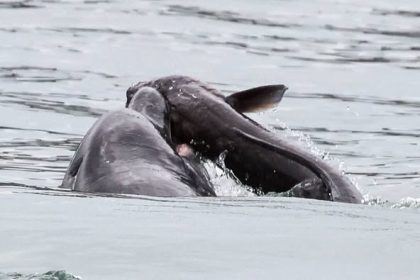 Dolphin battles giant conger eel off UK coast in rare encounter as stunned onlookers witness the aggressive bottlenose win the dramatic fight near New Quay.