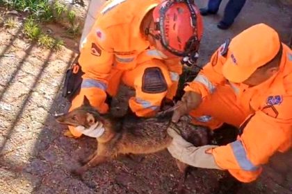 Fox dies after being hit by car and trapped in grille for miles as firefighters rescue injured animal in Brazil, but vets unable to save it despite emergency efforts.