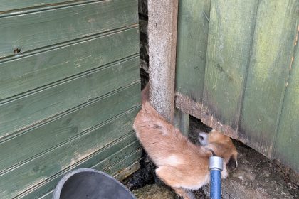 Trapped fox rescued from tight gap in Luton with help from RSPCA and firefighters - now recovering after injuries as officials urge support for summer cruelty campaign.