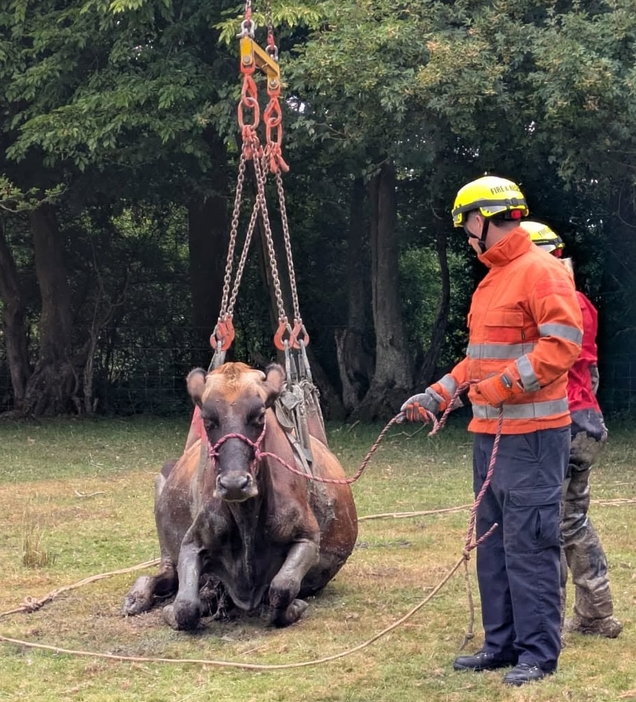 Brave cow Nettie got stuck in Kent mud and was rescued after 3.5 hours by heroic firefighters - now safe in her barn with her calf and a well-earned hay feast.