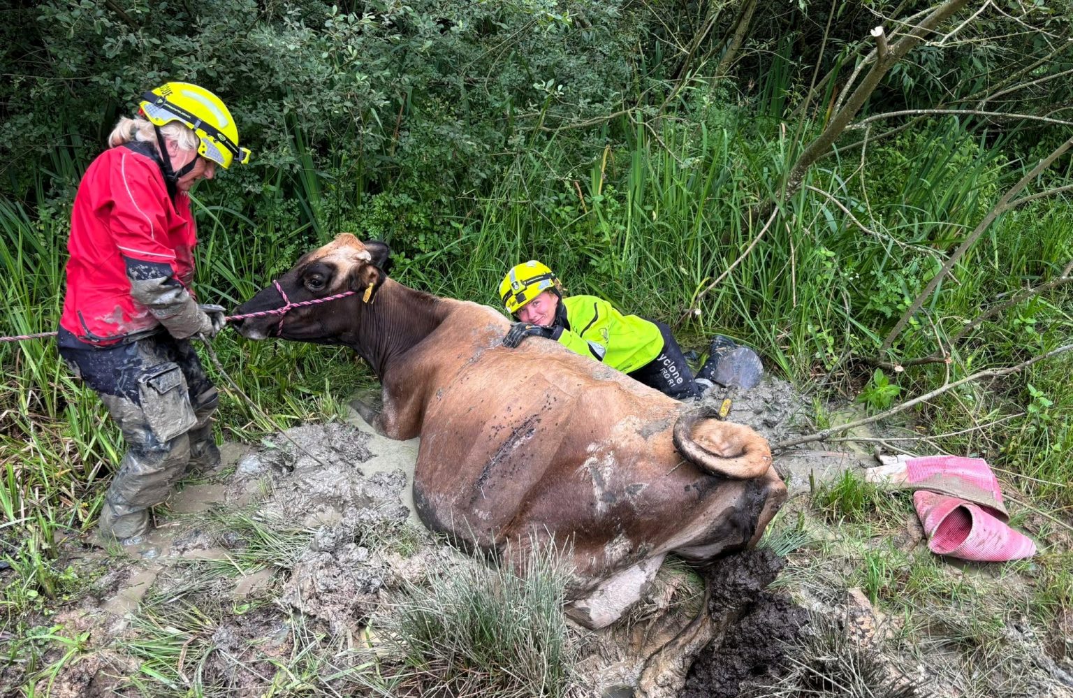 Brave cow Nettie got stuck in Kent mud and was rescued after 3.5 hours by heroic firefighters - now safe in her barn with her calf and a well-earned hay feast.