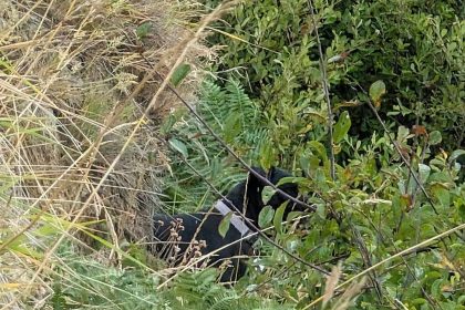 Dog rescued after night stranded on Broadchurch cliff in Dorset - Poppy the pooch saved by coastguard teams after 3 hour mission and stormy delay near Bridport.