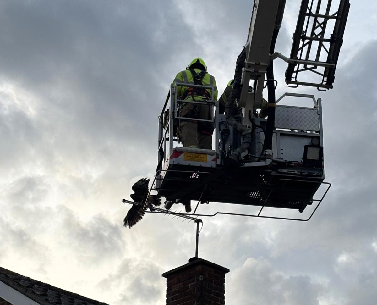 A Harris Hawk was rescued from a TV aerial in Essex by firefighter Harry McWilliam after getting tangled. The daring rooftop save drew cheers from locals.