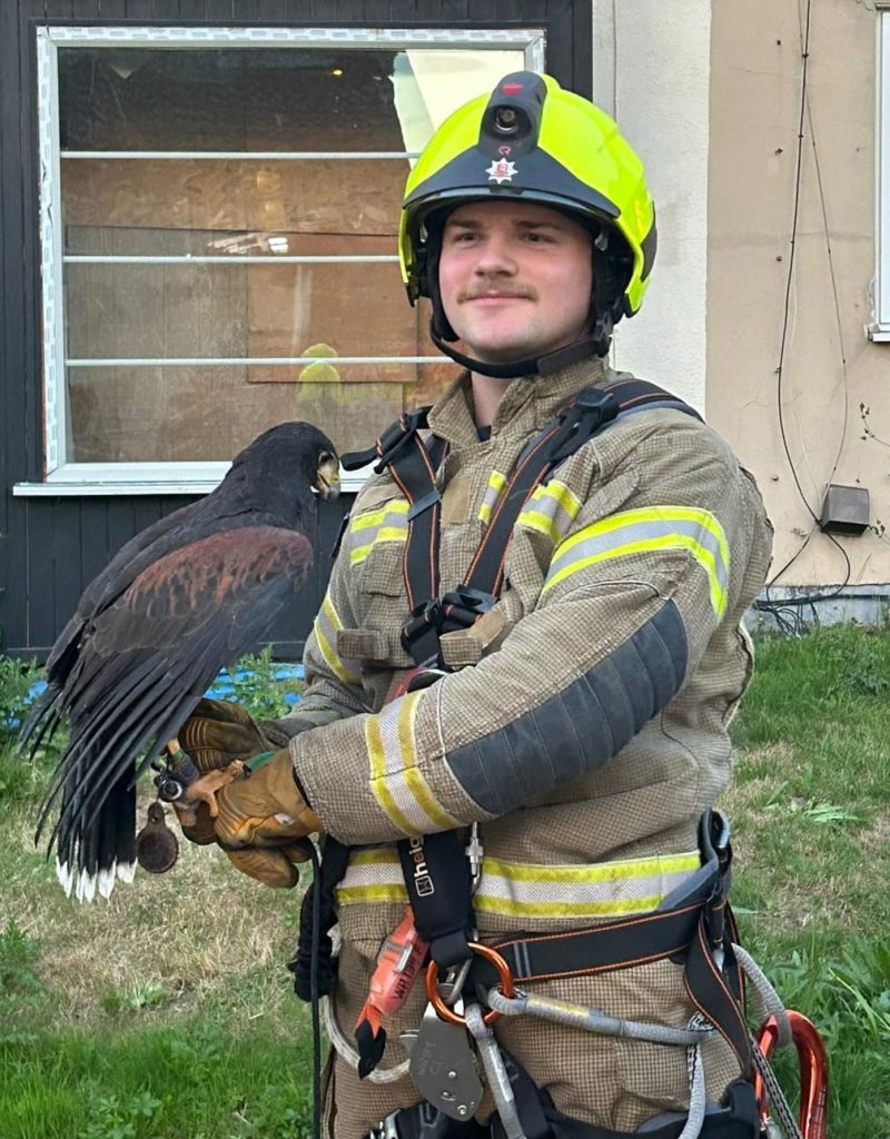 A Harris Hawk was rescued from a TV aerial in Essex by firefighter Harry McWilliam after getting tangled. The daring rooftop save drew cheers from locals.