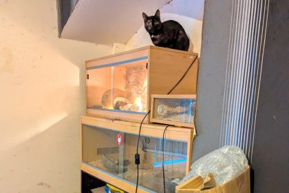 A massive Burmese python was found cold and neglected in a trash-filled home in Hetton-le-Hole, where it lived with seven other pets. The owners received a 10-year animal ban.