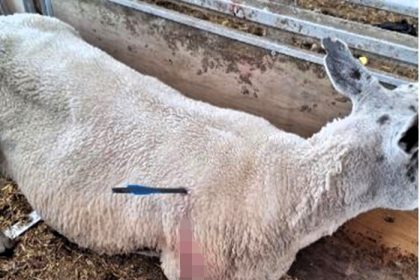 A crossbow attack on sheep in Doncaster has sparked outrage as police hunt those responsible. The animals survived but locals demand justice and tighter crossbow laws.