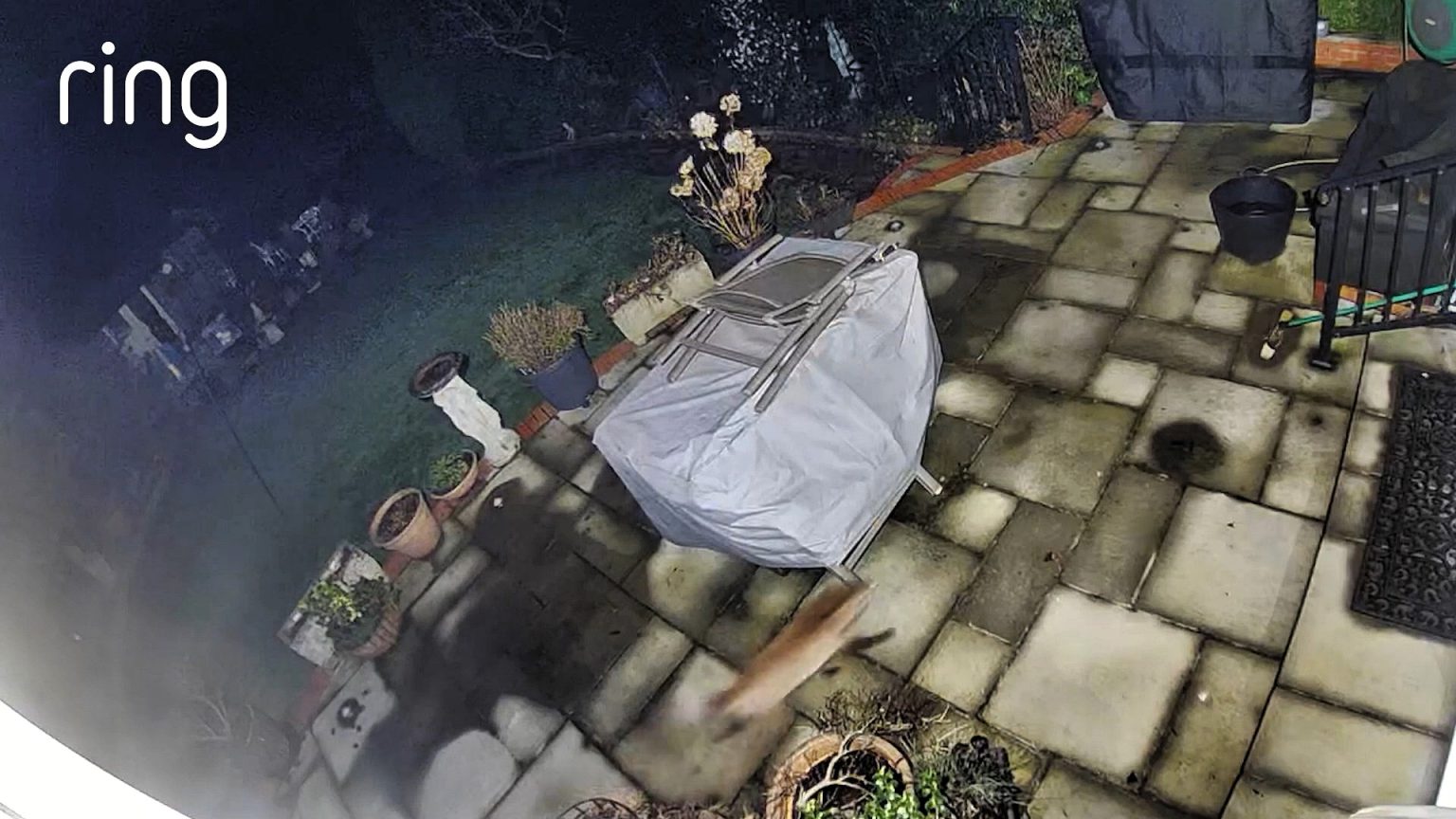 A Ring camera captured a rare and amusing moment as a badger chased a fox around a garden in Kent, with the scene likened to a real-life Tom and Jerry episode.