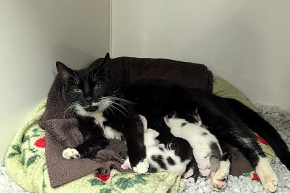 A cat and her kittens were rescued from a sealed bin in London after being dumped. One kitten died, but the rest survived and found loving homes thanks to Blue Cross.