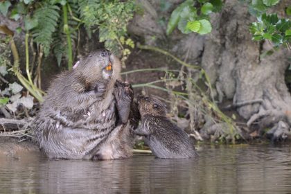 Newborn beaver kits born from an illegal release at Helman Tor are thriving, delighting conservationists with their noisy calls and impact on the local wetland habitat.