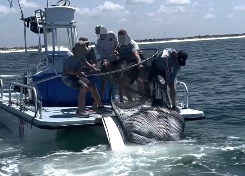 A viral video showing the capture of a giant manta ray off Panama City, Florida, has sparked outrage. Despite holding a permit, the act was slammed as cruel and heartbreaking.
