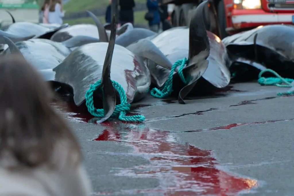 Nearly 100 pilot whales, including pregnant females and calves, slaughtered in Faroe Islands' controversial grindadráp hunts, sparking global outrage and renewed calls for change.