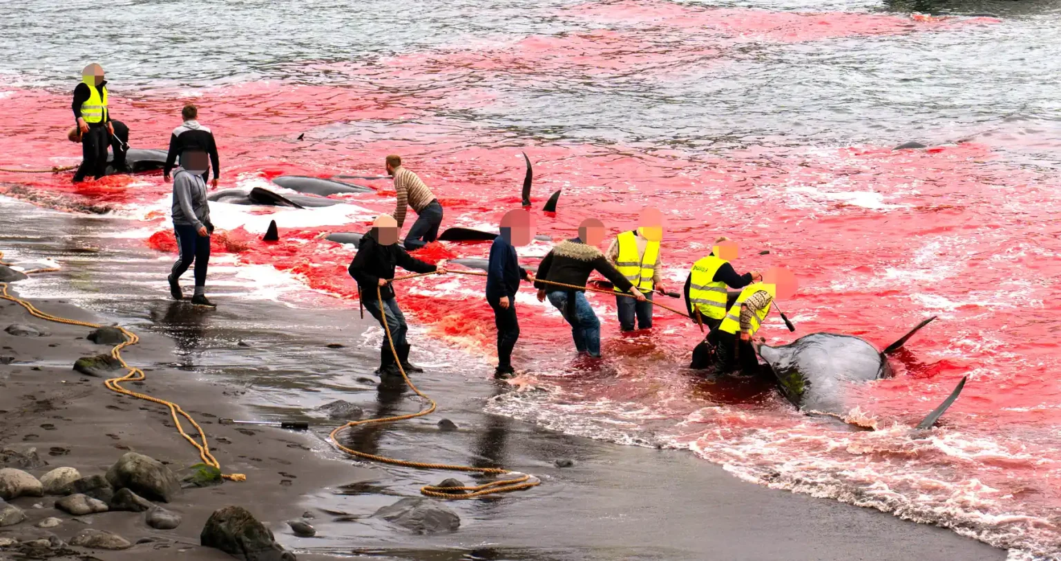 Nearly 100 pilot whales, including pregnant females and calves, slaughtered in Faroe Islands' controversial grindadráp hunts, sparking global outrage and renewed calls for change.