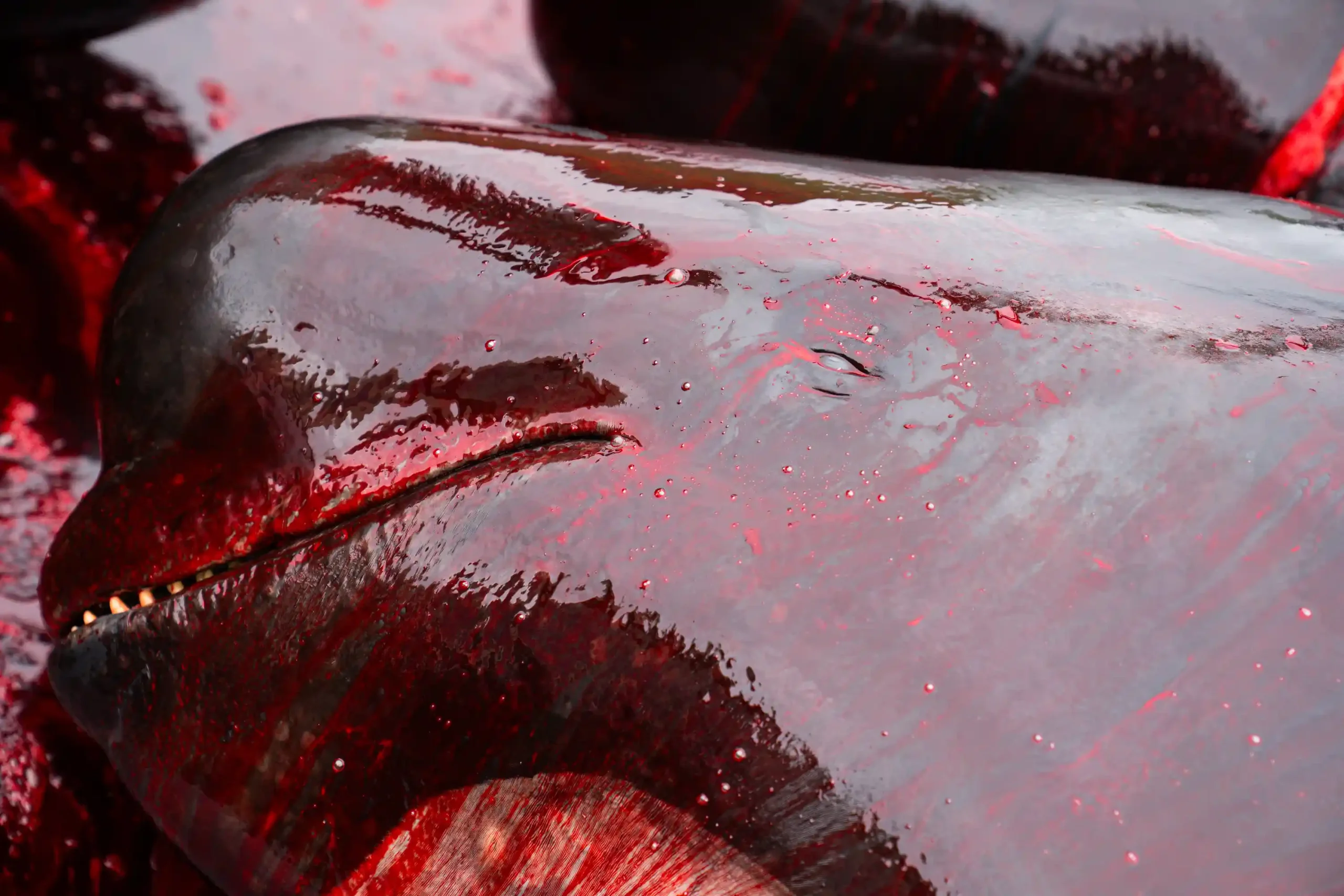 Nearly 100 pilot whales, including pregnant females and calves, slaughtered in Faroe Islands' controversial grindadráp hunts, sparking global outrage and renewed calls for change.