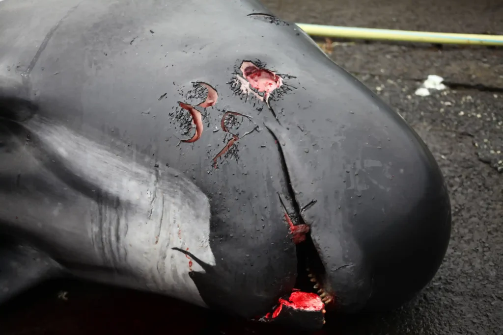 Nearly 100 pilot whales, including pregnant females and calves, slaughtered in Faroe Islands' controversial grindadráp hunts, sparking global outrage and renewed calls for change.