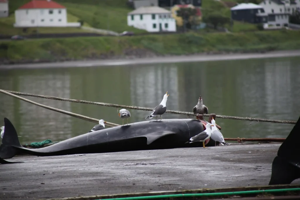 Nearly 100 pilot whales, including pregnant females and calves, slaughtered in Faroe Islands' controversial grindadráp hunts, sparking global outrage and renewed calls for change.